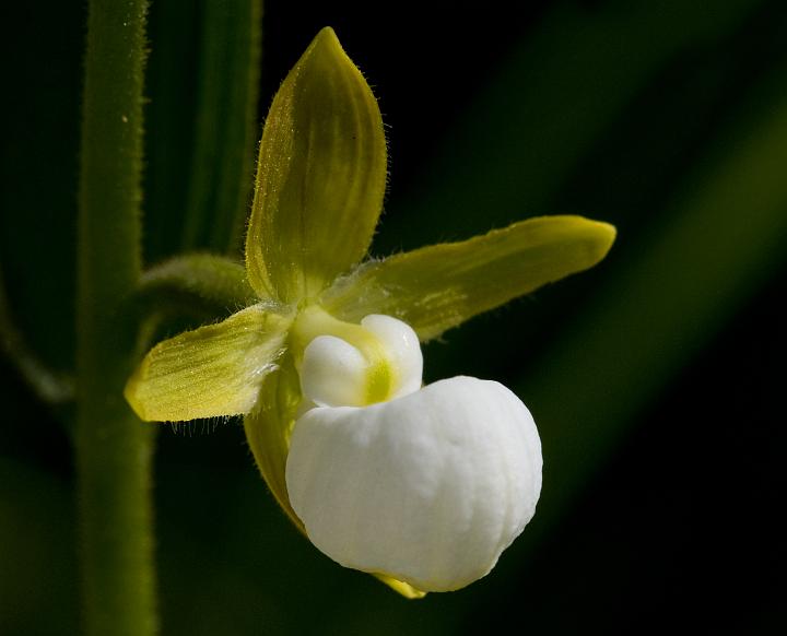 California Lady Slipper, Cypripedium californicum.jpg